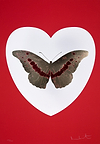 I Love You (White, Red, Cool Gold, Poppy Red)