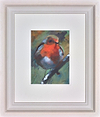 Robin Red Breast