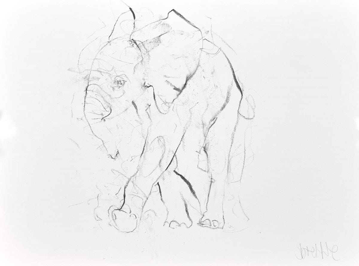 Elephant Study XVII