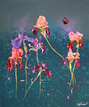 Iris Heaven