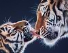 Tiger Kisses