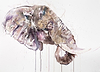 African Bull II