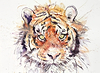 Tiger II