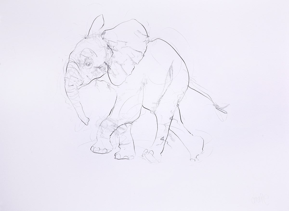 Young Elephant Sketch XI