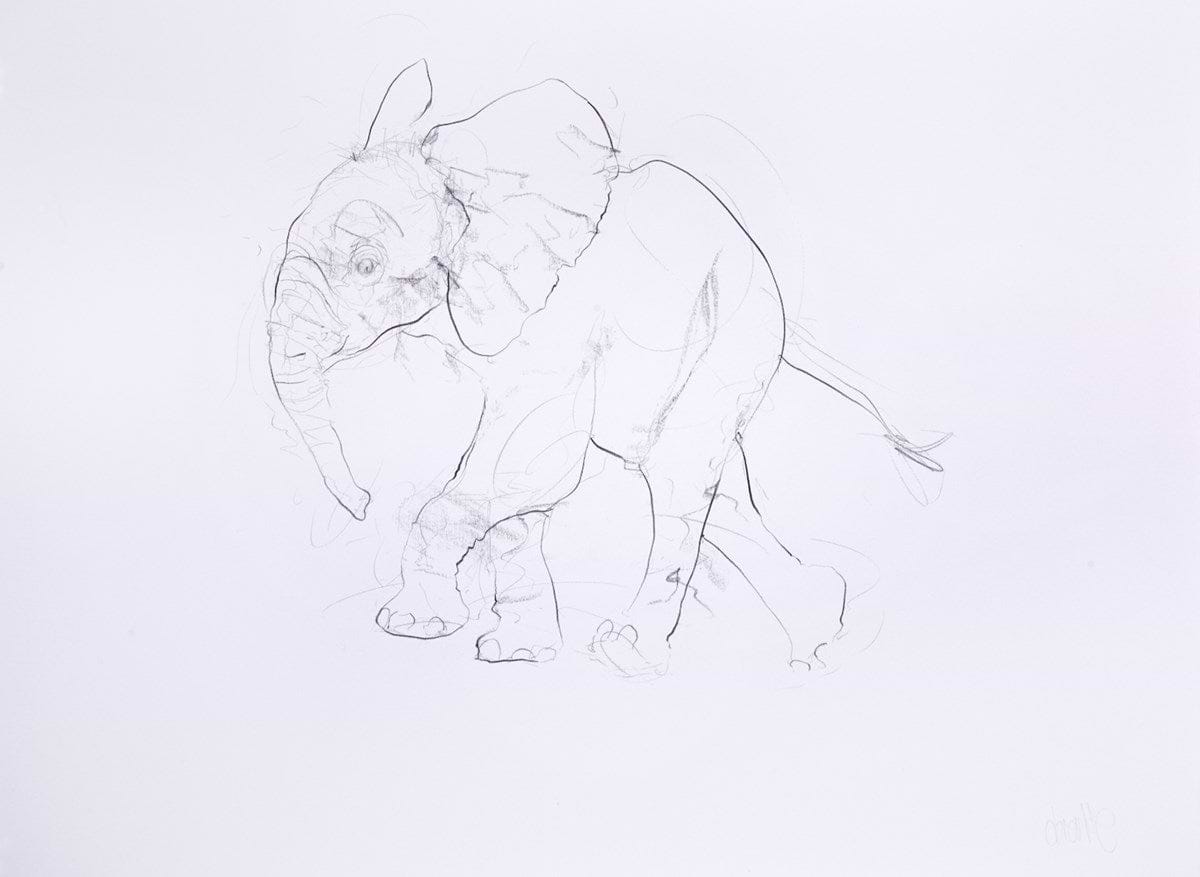 Young Elephant Sketch XI