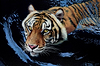 Tiger Trouble