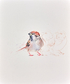 Sparrow