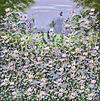 Summer of Dreams II