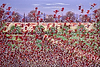Fields of Poppies III