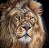King of the Jungle V
