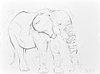 Elephant Study XX