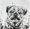 Pug