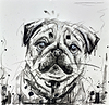 Pug