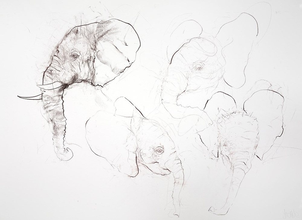 Elephant Study Sheet II