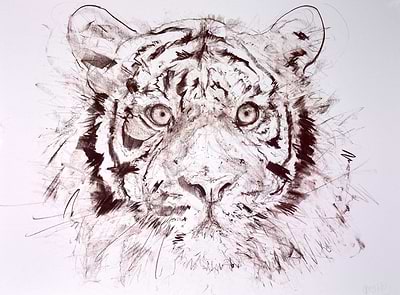 Tiger Study X