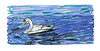 Swimming Swans