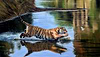 Tiger Dreams