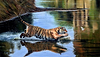 Tiger Dreams