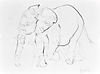 Elephant Study XIX