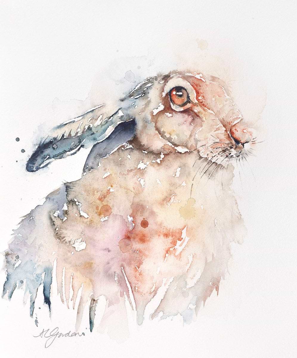 Meadow Hare