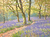 Bluebells