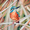 King Of the Reeds