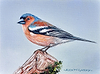 Chaffinch IV