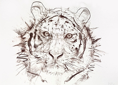 Tiger Study I