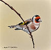 Goldfinch II
