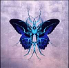 Therapy Blue Velvet
