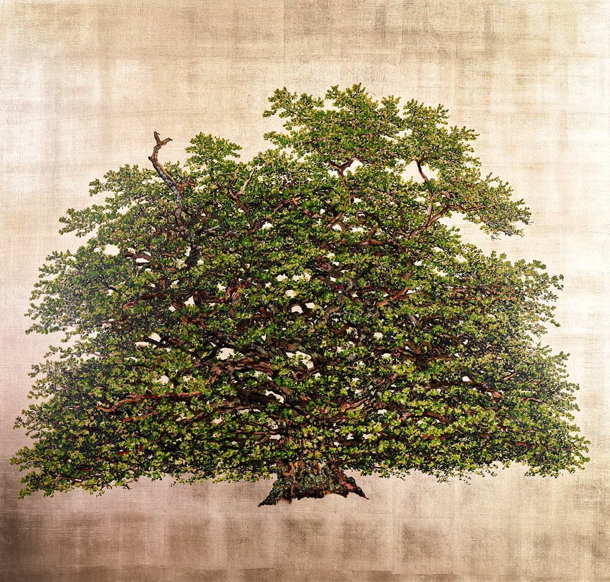 Bollingbroke Oak