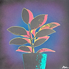 Rubber Plant - Green/Blue