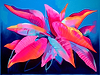 Pink Philodendron