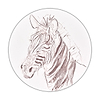 Grevy's Zebra Sketch
