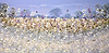 Blooms in the Breeze V