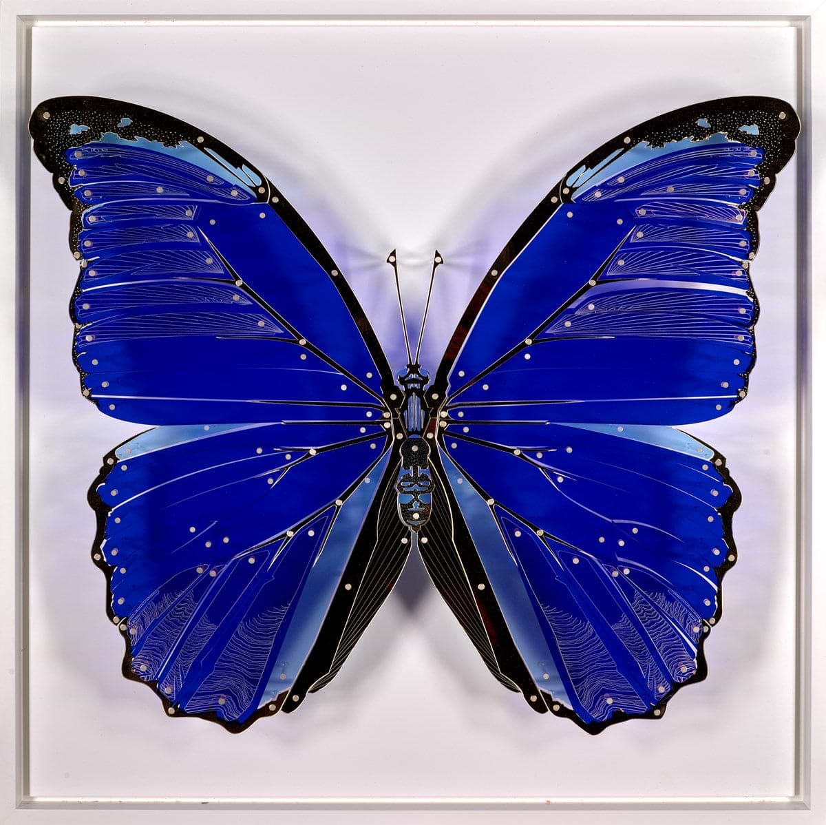 Morpho Didius (Dark Blue) | Pierre Brault – Clarendon Fine Art
