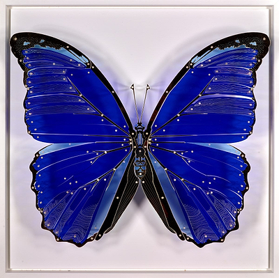 Morpho Didius (Dark Blue)