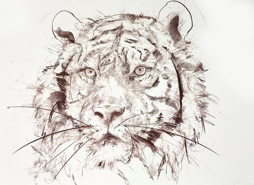 Tiger Study III