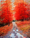 Lluvia en Otoño