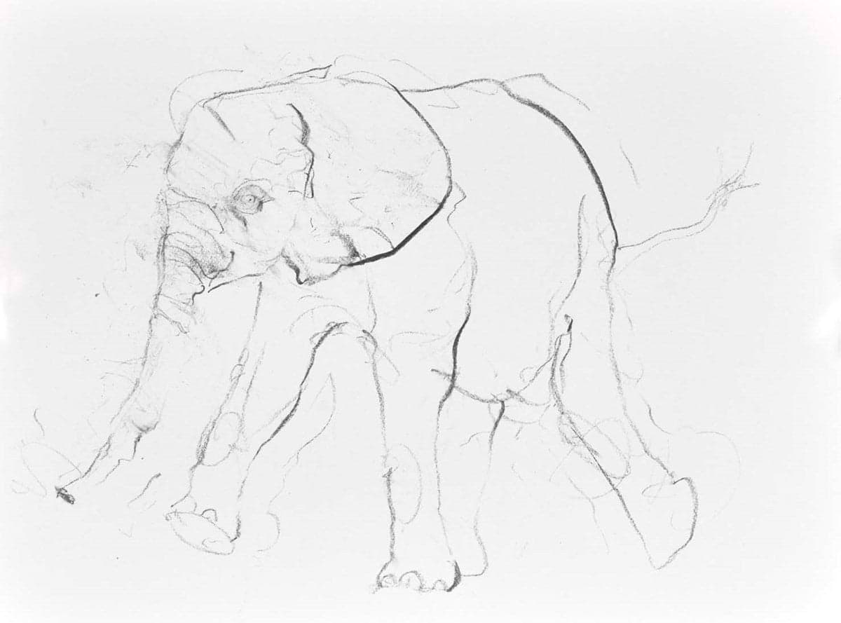 Elephant Study IX