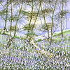 Woodland Bluebells II