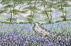 Bluebell Blooms IV