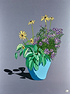 Black Eyed Susan