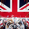 Patriotic Pooch