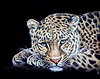 Relaxing Leopard