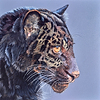 Jaguar Cub