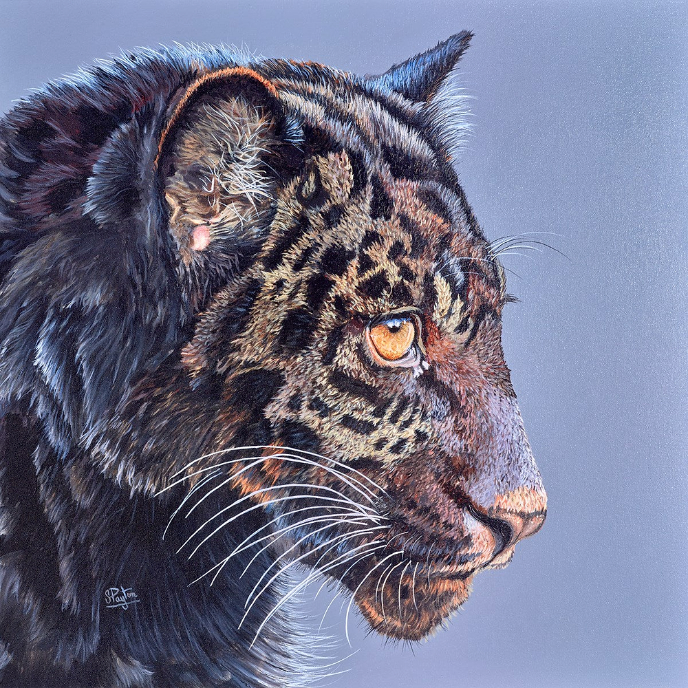 Jaguar Cub