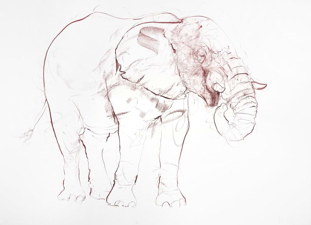 African Bull Study