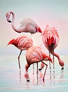 Flamingoes