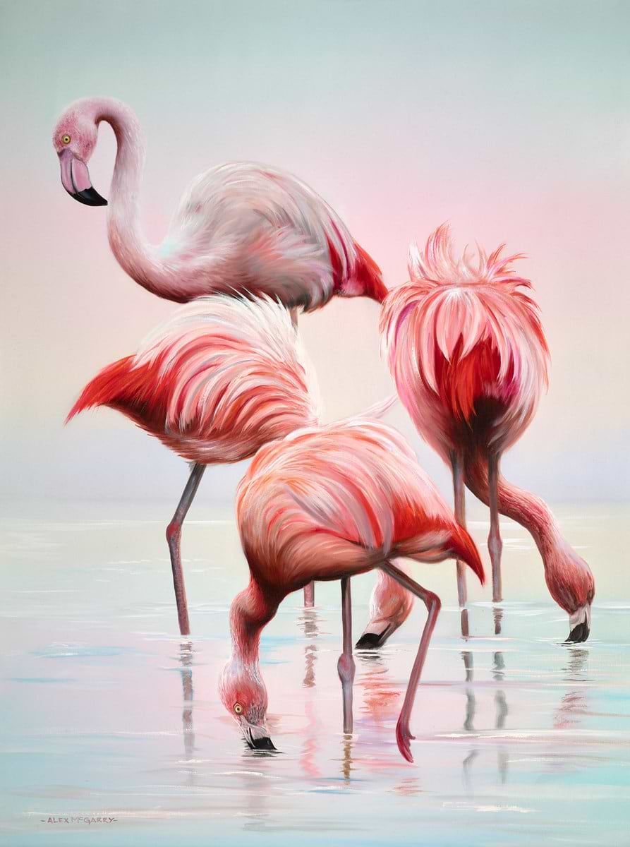 Flamingoes